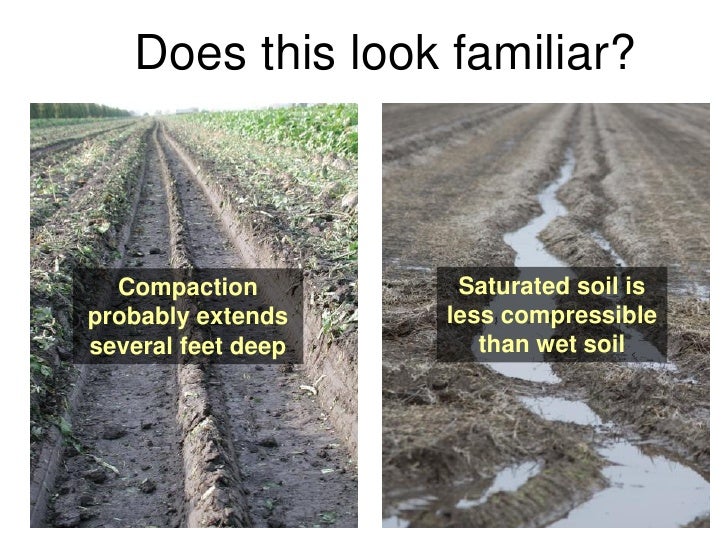 Watermelon root system exhumed from