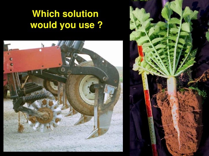 Watermelon root system exhumed from