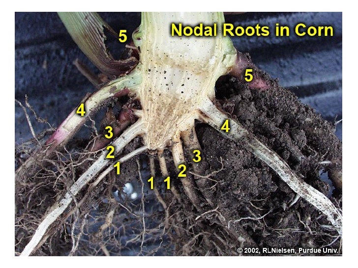 Watermelon root system exhumed from