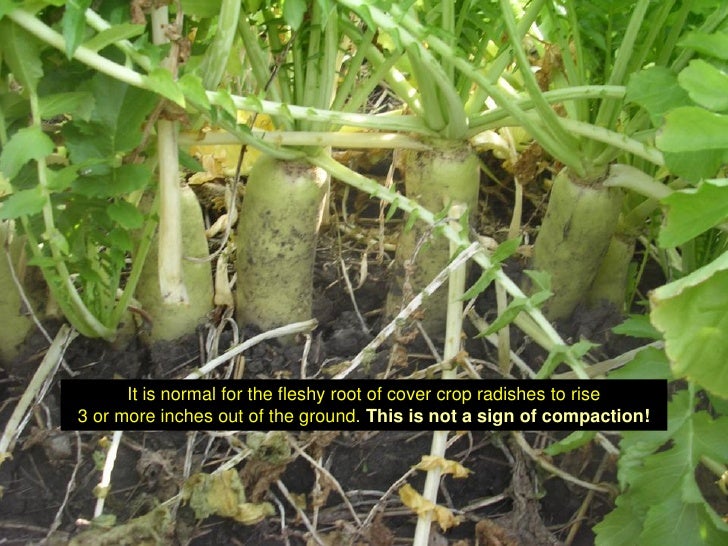 Watermelon root system exhumed from