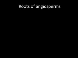 Roots of angiosperms
 