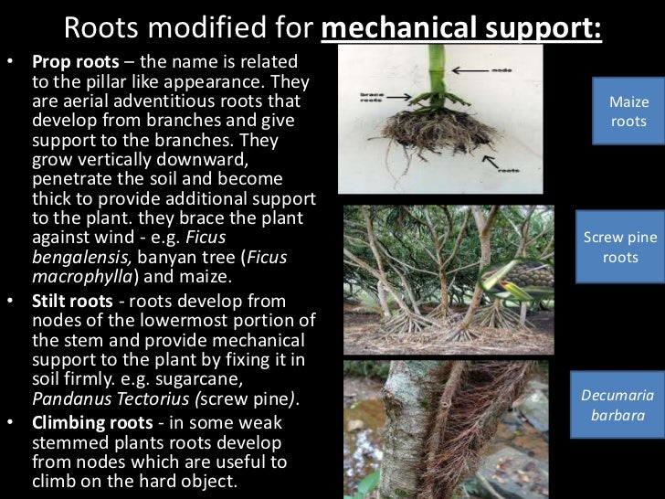 Essay on plant roots