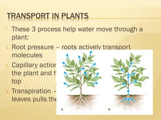 Roots, stems and leaves notes serena | PPT