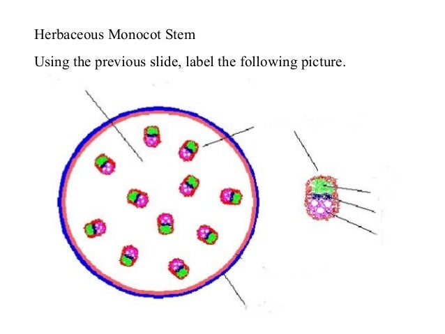 Roots & stems moodle herbaceous plant diagram 