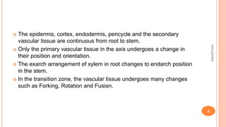  The epidermis, cortex, endodermis, pericycle and the secondary
vascular tissue are continuous from root to stem.
 Only the primary vascular tissue in the axis undergoes a change in
their position and orientation.
 The exarch arrangement of xylem in root changes to endarch position
in the stem.
 In the transition zone, the vascular tissue undergoes many changes
such as Forking, Rotation and Fusion.
HPILUDARIA
3
 