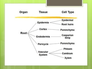 Root structure plant physiology-501.pptx