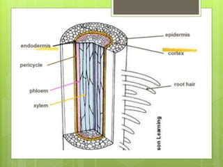 Root structure plant physiology-501.pptx