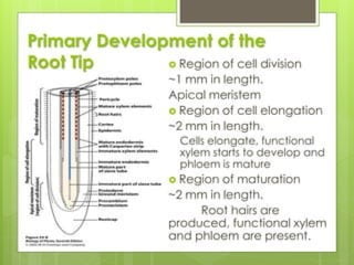 Root structure plant physiology-501.pptx