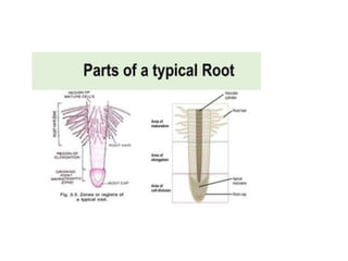 Root structure plant physiology-501.pptx