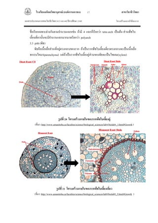 Root structure and function | PDF