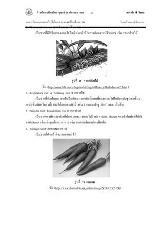 โรงเรียนมหิดลวิทยานุสรณ์ (องค์การมหาชน) สาขาวิชาชีววิทยา
เอกสารประกอบการสอนวิชาชีววิทยา 4 (ว 40144) ปีการศึกษา 2549 โครงสร้างและหน้าที่ของราก
21
3. Photosynthetic root (รากสังเคราะห์ด้วยแสง)
เป็นรากที่มีสีเขียวของคลอโรฟีลล์ ทาหน้าที่ในการสังเคราะห์ด้วยแสง เช่น รากกล้วยไม้
รูปที่ 28 รากกล้วยไม้
(ที่มา http://www.life.uiuc.edu/plantbio/digitalflowers/Orchidaceae/7.htm )
4. Respiratory root or Aerating root (รากหายใจ)
เป็นรากที่ช่วยในการหายใจเป็นพิเศษ รากชนิดนี้แทนที่จะงอกลงไปในดินกลับชูปลายขึ้นมา
เหนือพื้นดินหรือผิวน้า บางทีก็ลอยตามผิวน้า เช่น รากแสม ลาพู ผักกระเฉด เป็นต้น
5. Parasitic root / Haustorium root (รากกาฝาก)
เป็นรากของพืชบางชนิดที่ปลายรากจะแทงลงไปถึงท่อ xylem , phloem ของลาต้นพืชที่ไปอิง
อาศัย(host) เพื่อแย่งดูดน้าและอาหาร เช่น รากของต้นกาฝาก เป็นต้น
6. Storage root (รากสะสมอาหาร)
เป็นรากที่ทาหน้าที่สะสมอาหารไว้
รูปที่ 29 แครอท
(ที่มา http://www.thai.net/kaset_online/image/VEGET17.JPG)
 