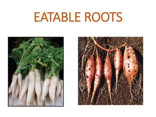 Root support the plants.pptx