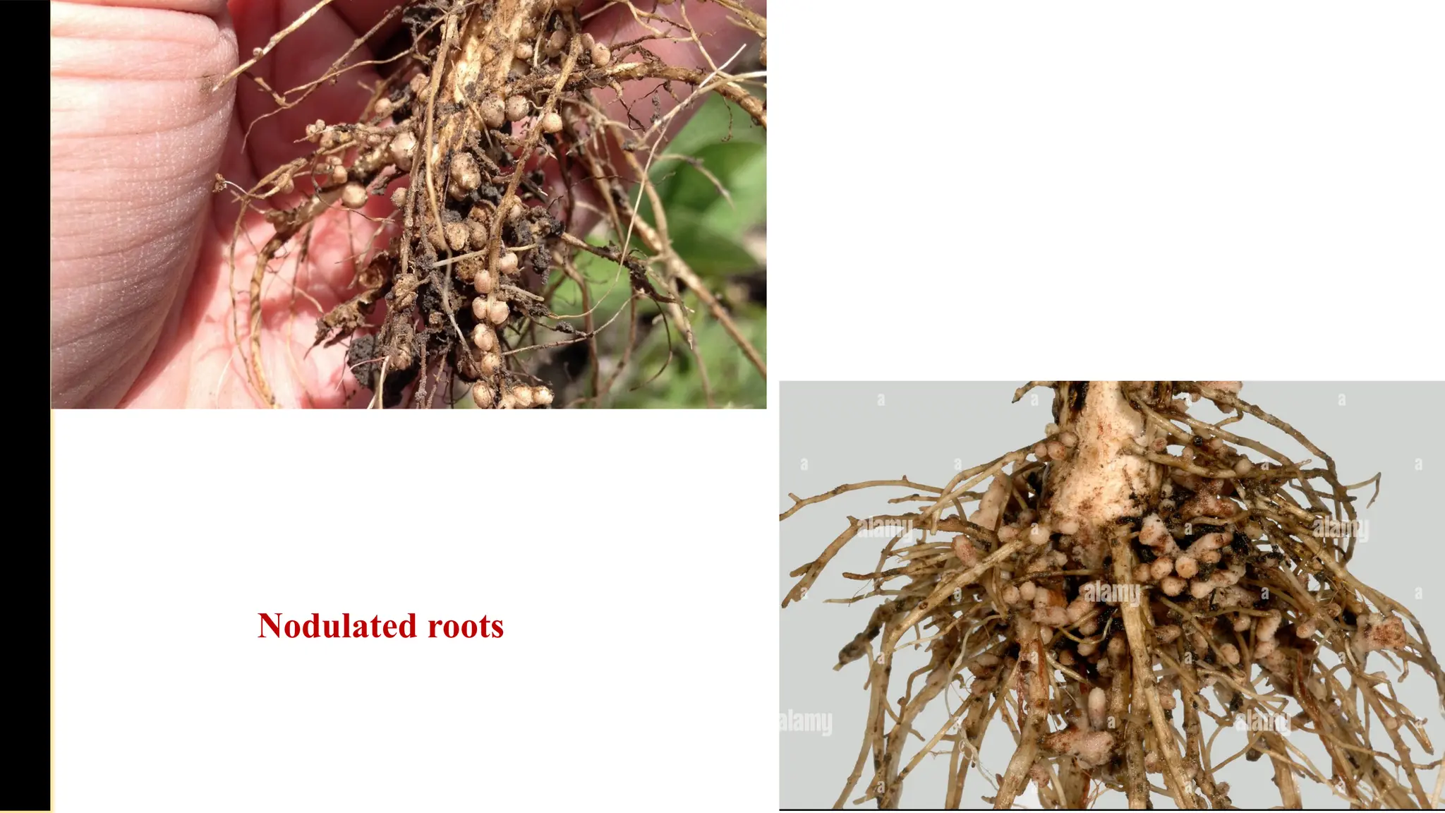 Saturday,
February
8,
2025
Nodulated roots
 