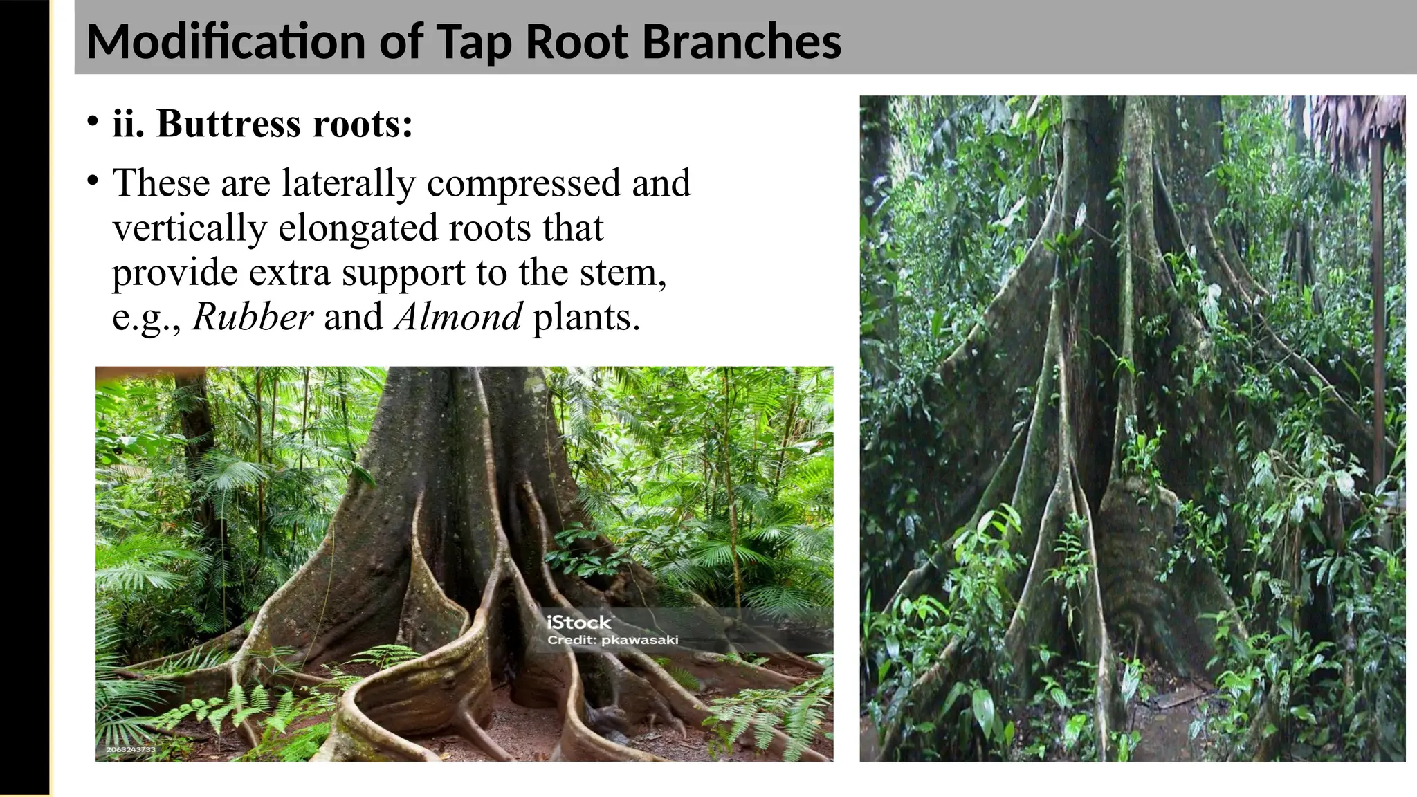 • ii. Buttress roots:
• These are laterally compressed and
vertically elongated roots that
provide extra support to the stem,
e.g., Rubber and Almond plants.
Saturday,
February
8,
2025
Modification of Tap Root Branches
 