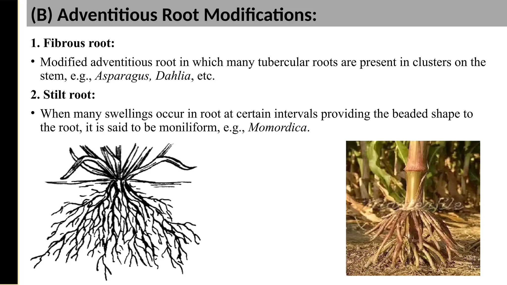 1. Fibrous root:
• Modified adventitious root in which many tubercular roots are present in clusters on the
stem, e.g., Asparagus, Dahlia, etc.
2. Stilt root:
• When many swellings occur in root at certain intervals providing the beaded shape to
the root, it is said to be moniliform, e.g., Momordica.
Saturday,
February
8,
2025
(B) Adventitious Root Modifications:
 