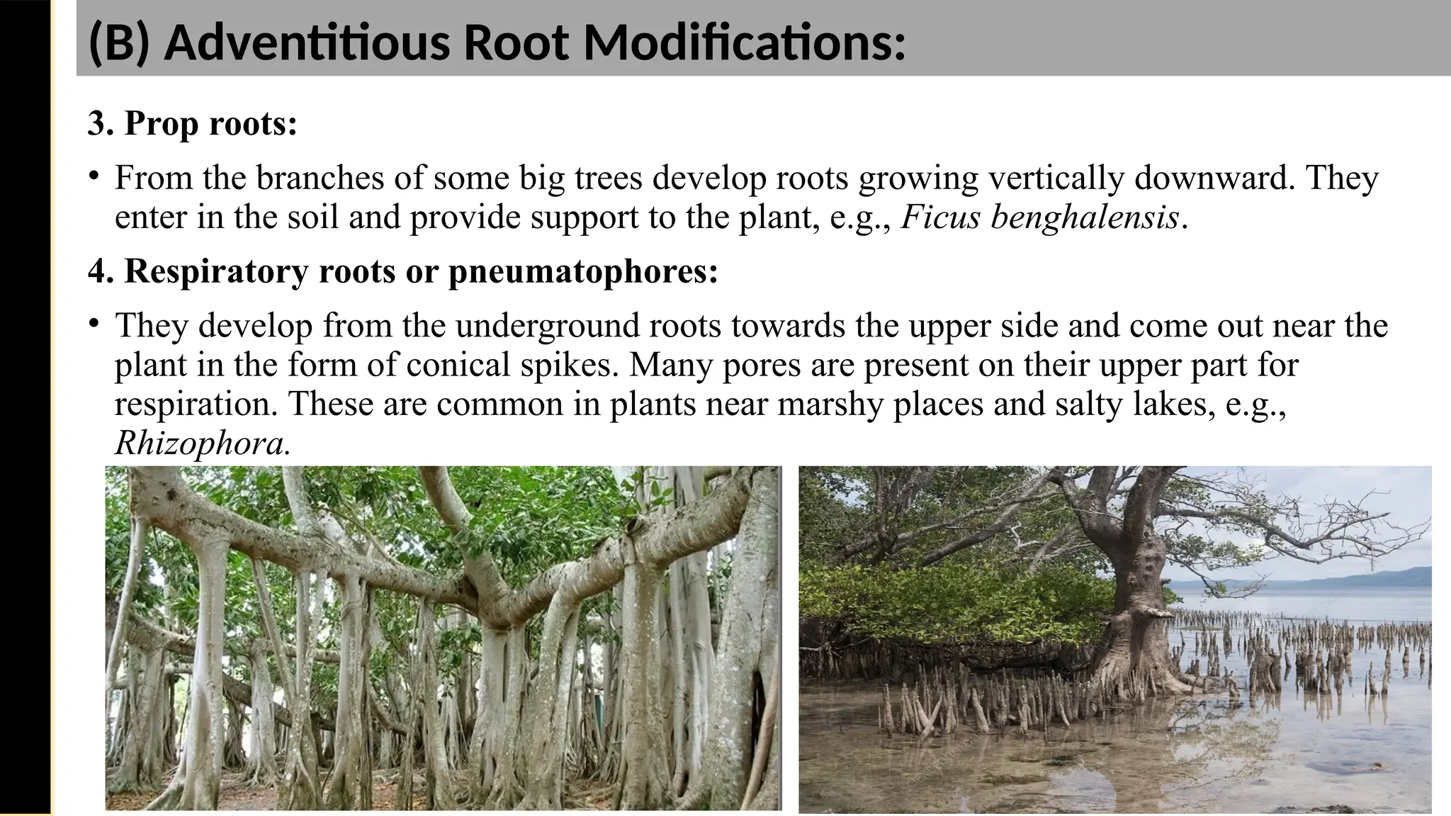 3. Prop roots:
• From the branches of some big trees develop roots growing vertically downward. They
enter in the soil and provide support to the plant, e.g., Ficus benghalensis.
4. Respiratory roots or pneumatophores:
• They develop from the underground roots towards the upper side and come out near the
plant in the form of conical spikes. Many pores are present on their upper part for
respiration. These are common in plants near marshy places and salty lakes, e.g.,
Rhizophora.
Saturday,
February
8,
2025
(B) Adventitious Root Modifications:
 