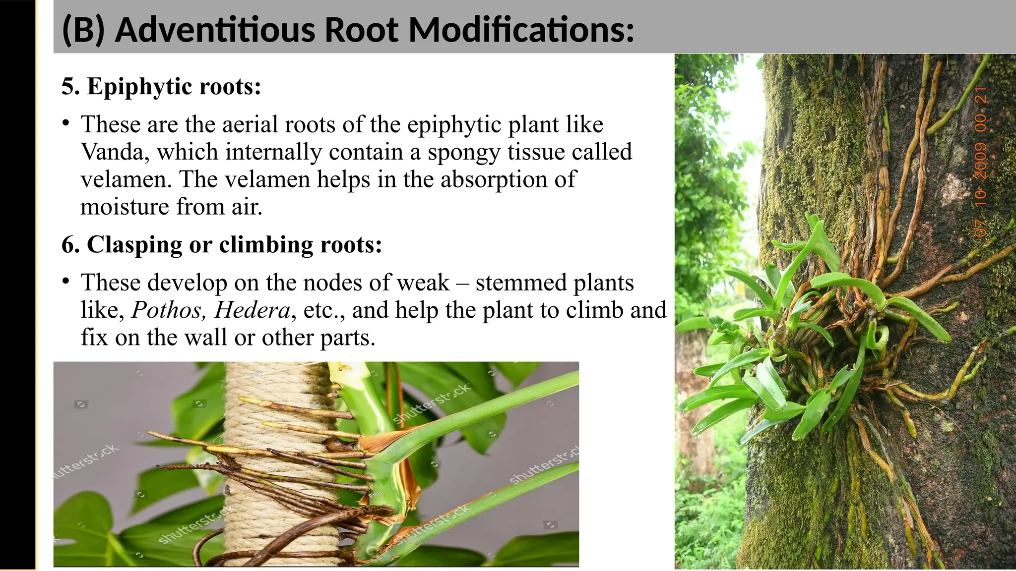 5. Epiphytic roots:
• These are the aerial roots of the epiphytic plant like
Vanda, which internally contain a spongy tissue called
velamen. The velamen helps in the absorption of
moisture from air.
6. Clasping or climbing roots:
• These develop on the nodes of weak – stemmed plants
like, Pothos, Hedera, etc., and help the plant to climb and
fix on the wall or other parts.
Saturday,
February
8,
2025
(B) Adventitious Root Modifications:
 