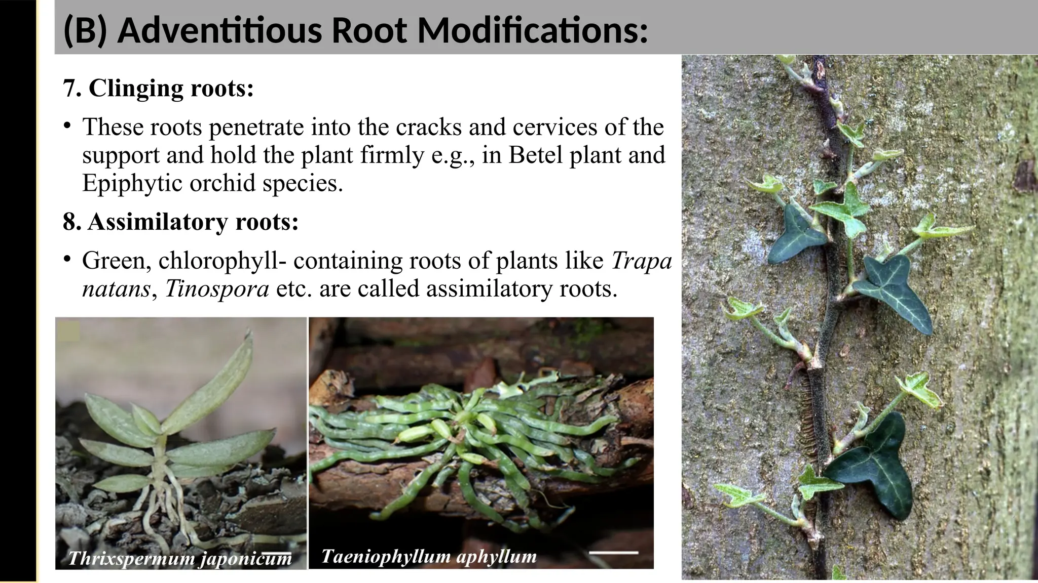 7. Clinging roots:
• These roots penetrate into the cracks and cervices of the
support and hold the plant firmly e.g., in Betel plant and
Epiphytic orchid species.
8. Assimilatory roots:
• Green, chlorophyll- containing roots of plants like Trapa
natans, Tinospora etc. are called assimilatory roots.
Saturday,
February
8,
2025
(B) Adventitious Root Modifications:
 