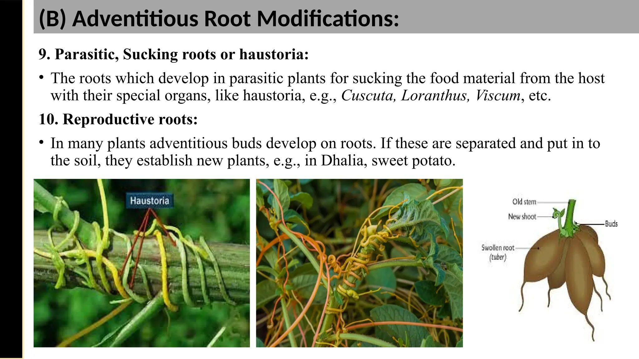9. Parasitic, Sucking roots or haustoria:
• The roots which develop in parasitic plants for sucking the food material from the host
with their special organs, like haustoria, e.g., Cuscuta, Loranthus, Viscum, etc.
10. Reproductive roots:
• In many plants adventitious buds develop on roots. If these are separated and put in to
the soil, they establish new plants, e.g., in Dhalia, sweet potato.
Saturday,
February
8,
2025
(B) Adventitious Root Modifications:
 