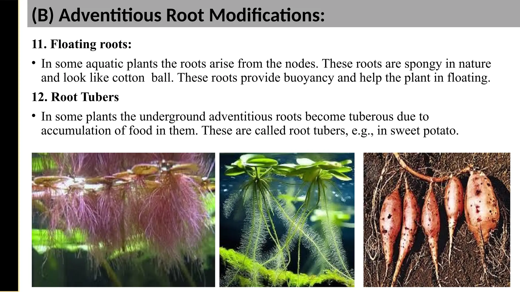 11. Floating roots:
• In some aquatic plants the roots arise from the nodes. These roots are spongy in nature
and look like cotton ball. These roots provide buoyancy and help the plant in floating.
12. Root Tubers
• In some plants the underground adventitious roots become tuberous due to
accumulation of food in them. These are called root tubers, e.g., in sweet potato.
Saturday,
February
8,
2025
(B) Adventitious Root Modifications:
 