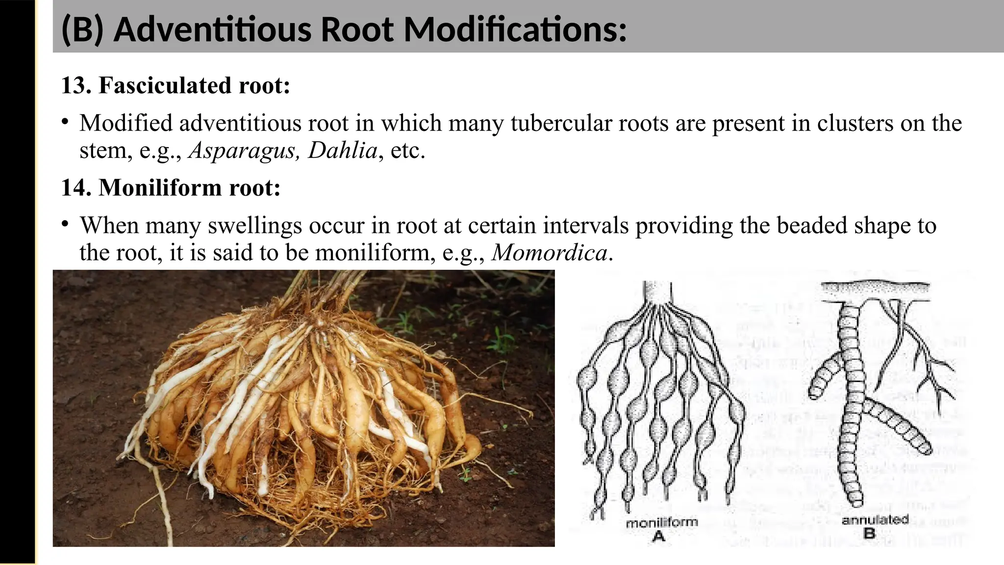 13. Fasciculated root:
• Modified adventitious root in which many tubercular roots are present in clusters on the
stem, e.g., Asparagus, Dahlia, etc.
14. Moniliform root:
• When many swellings occur in root at certain intervals providing the beaded shape to
the root, it is said to be moniliform, e.g., Momordica.
Saturday,
February
8,
2025
(B) Adventitious Root Modifications:
 