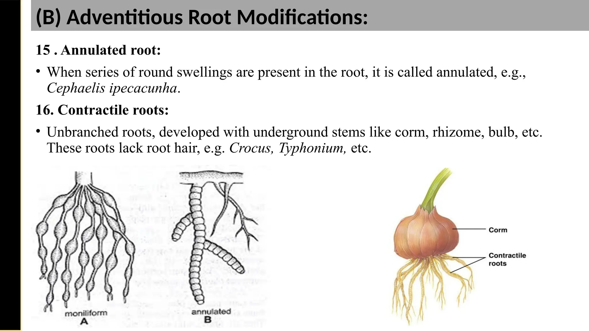 15 . Annulated root:
• When series of round swellings are present in the root, it is called annulated, e.g.,
Cephaelis ipecacunha.
16. Contractile roots:
• Unbranched roots, developed with underground stems like corm, rhizome, bulb, etc.
These roots lack root hair, e.g. Crocus, Typhonium, etc.
Saturday,
February
8,
2025
(B) Adventitious Root Modifications:
 