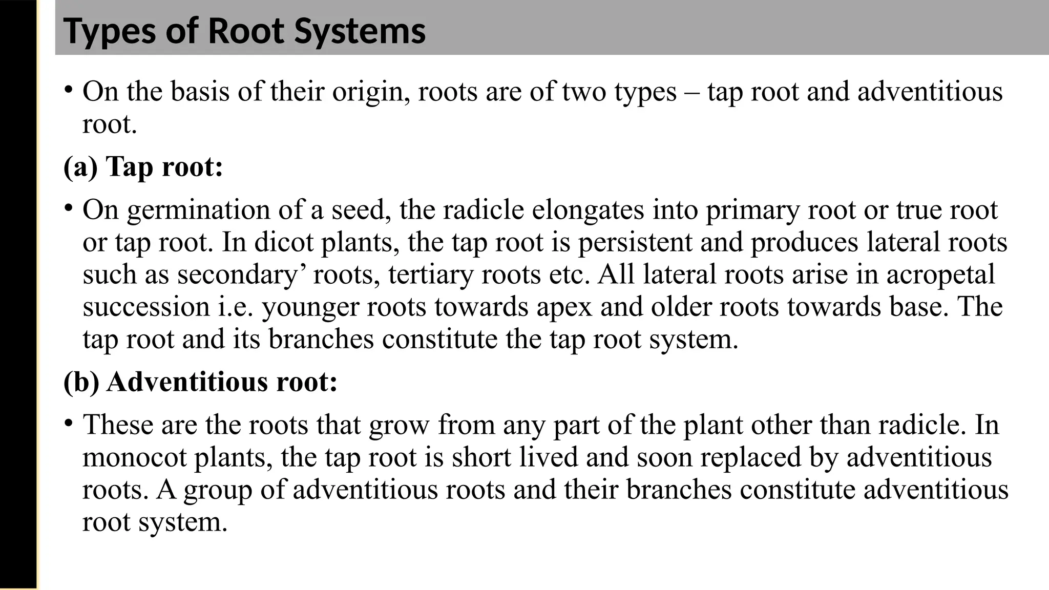 • On the basis of their origin, roots are of two types – tap root and adventitious
root.
(a) Tap root:
• On germination of a seed, the radicle elongates into primary root or true root
or tap root. In dicot plants, the tap root is persistent and produces lateral roots
such as secondary’ roots, tertiary roots etc. All lateral roots arise in acropetal
succession i.e. younger roots towards apex and older roots towards base. The
tap root and its branches constitute the tap root system.
(b) Adventitious root:
• These are the roots that grow from any part of the plant other than radicle. In
monocot plants, the tap root is short lived and soon replaced by adventitious
roots. A group of adventitious roots and their branches constitute adventitious
root system.
Saturday,
February
8,
2025
Types of Root Systems
 