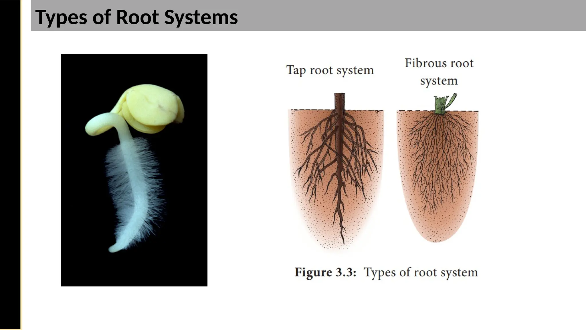 Saturday,
February
8,
2025
Types of Root Systems
 
