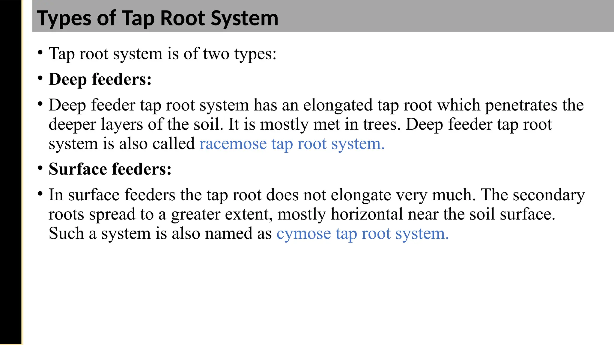 • Tap root system is of two types:
• Deep feeders:
• Deep feeder tap root system has an elongated tap root which penetrates the
deeper layers of the soil. It is mostly met in trees. Deep feeder tap root
system is also called racemose tap root system.
• Surface feeders:
• In surface feeders the tap root does not elongate very much. The secondary
roots spread to a greater extent, mostly horizontal near the soil surface.
Such a system is also named as cymose tap root system.
Saturday,
February
8,
2025
Types of Tap Root System
 