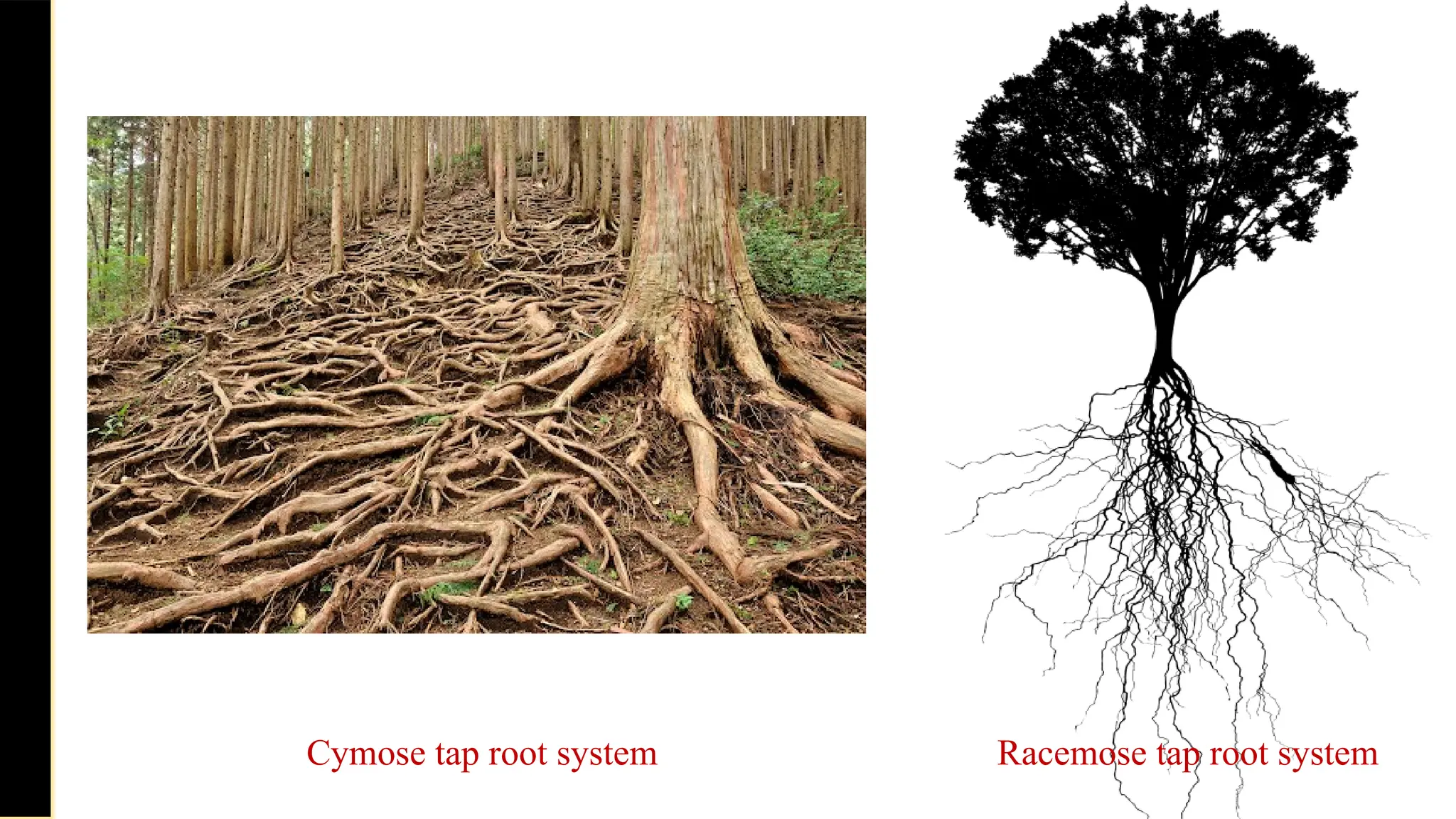Saturday,
February
8,
2025
Racemose tap root system
Cymose tap root system
 