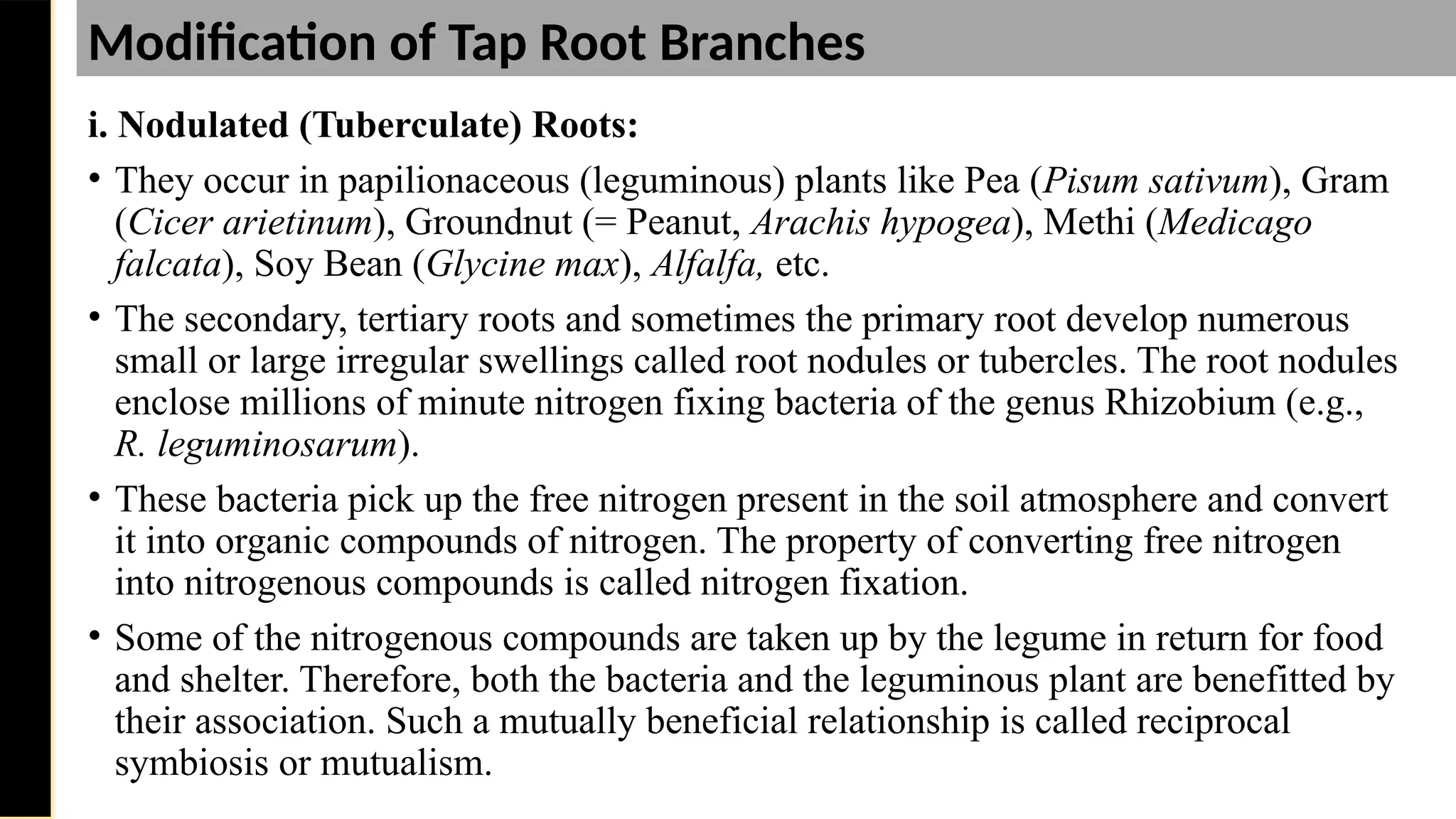 i. Nodulated (Tuberculate) Roots:
• They occur in papiliona­
ceous (leguminous) plants like Pea (Pisum sativum), Gram
(Cicer arietinum), Groundnut (= Peanut, Arachis hypogea), Methi (Medicago
falcata), Soy Bean (Glycine max), Alfalfa, etc.
• The secondary, tertiary roots and sometimes the primary root develop numerous
small or large irregular swellings called root nodules or tubercles. The root nodules
enclose millions of minute nitrogen fixing bacteria of the genus Rhizobium (e.g.,
R. leguminosarum).
• These bacteria pick up the free nitrogen present in the soil atmosphere and convert
it into organic compounds of nitrogen. The property of converting free nitrogen
into nitrogenous compounds is called nitrogen fixa­
tion.
• Some of the nitrogenous compounds are taken up by the legume in return for food
and shelter. Therefore, both the bacteria and the leguminous plant are benefitted by
their asso­
ciation. Such a mutually beneficial relationship is called reciprocal
symbiosis or mutualism.
Saturday,
February
8,
2025
Modification of Tap Root Branches
 