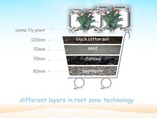 Your
title
black cotton soil
sand
charcoal
aggregate
120mm
70mm
70mm
80mm
canna lily plant
different layers in root zone technology
 