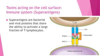 Toxins acting on the cell surface:
Immune system (Superantigens)


Superantigens are bacterial
and viral proteins that share
the ability to activate a large
fraction of T-lymphocytes.

 