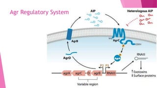 Agr Regulatory System

 