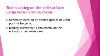 Toxins acting on the cell surface:
Large Pore-Forming Toxins


Generally secreted by diverse species of Grampositive bacteria.



Binding selectively to cholesterol on the
eukaryotic cell membrane.

 