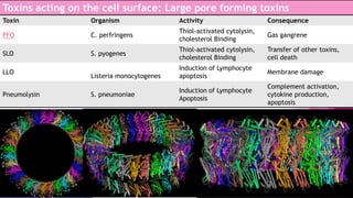 Toxins acting on the cell surface: Large pore forming toxins
Toxin

Organism

Activity

Consequence

PFO

C. perfringens

Thiol-activated cytolysin,
cholesterol Binding

Gas gangrene

SLO

S. pyogenes

Thiol-activated cytolysin,
cholesterol Binding

Transfer of other toxins,
cell death

Induction of Lymphocyte
apoptosis

Membrane damage

Induction of Lymphocyte
Apoptosis

Complement activation,
cytokine production,
apoptosis

LLO
Pneumolysin

Listeria monocytogenes
S. pneumoniae

 