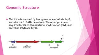 Genomic Structure


The toxin is encoded by four genes, one of which, hlyA,
encodes the 110-kDa hemolysin. The other genes are
required for its posttranslational modification (hlyC) and
secretion (hlyB and hlyD).

 