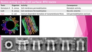Toxins acting on the cell surface: RTX toxins
Toxin

Organism

Activity

Consequence

Hemolysin II

B. cereus

Cell membrane permeabilization

Hemolytic activity

CytK

B. cereus

Cell membrane Permeabilization

Necrotic enteritis

HlyA

E. coli

Calcium-dependent formation of transmembrane Pores

Cell permeabilization and lysis

 