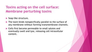 Toxins acting on the cell surface:
Membrane perturbing toxins


Soap like structure.



The toxin binds nonspecifically parallel to the surface of
any membrane without forming transmembrane channels.



Cells first become permeable to small solutes and
eventually swell and lyse, releasing cell intracellular
content.

 