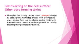 Toxins acting on the cell surface:
Other pore forming toxins


Like other functionally related toxins, aerolysin changes
its topology in a multi-step process from a completely
water-soluble form to a membrane-soluble heptameric
transmembrane channel that destroys sensitive cells by
breaking their permeability barriers.

 