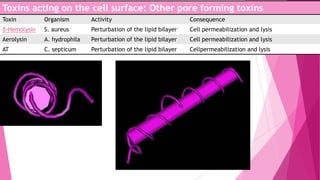 Toxins acting on the cell surface: Other pore forming toxins
Toxin

Organism

Activity

Consequence

δ-Hemolysin

S. aureus

Perturbation of the lipid bilayer

Cell permeabilization and lysis

Aerolysin

A. hydrophila

Perturbation of the lipid bilayer

Cell permeabilization and lysis

AT

C. septicum

Perturbation of the lipid bilayer

Cellpermeabilization and lysis

 