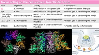 Toxins acting on the cell surface: Insecticidal toxins
Toxin

Organism

Activity

Consequence

PA

B. anthracis

Perturbation of the lipid bilayer

Cell permeabilization and lysis

HlyE

E. coli

Perturbation of the lipid bilayer

Osmotic lysis of cells lining the Midgut

CryIA, CryIIA,
CryIIIA, etc

Bacillus thuringiensis

Destruction of the transmembrane
Potential

Osmotic lysis of cells lining the Midgut

CytA, CytB

B. thuringiensis

Destruction of the transmembrane
Potential

Osmotic lysis of cells lining the Midgut

BT toxin

B. thuringiensis

Destruction of the transmembrane
Potential

Cytocidal activity on human cells

 