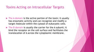Toxins Acting on Intracellular Targets


The A domain is the active portion of the toxin; it usually
has enzymatic activity and can recognize and modify a
target molecule within the cytosol of eukaryotic cells.



The B domain is usually the carrier for the A subunit; it
bind the receptor on the cell surface and facilitates the
translocation of A across the cytoplasmic membrane.

 