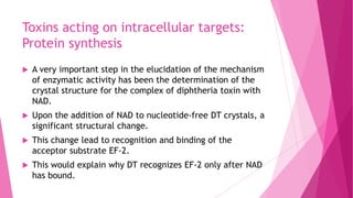 Toxins acting on intracellular targets:
Protein synthesis


A very important step in the elucidation of the mechanism
of enzymatic activity has been the determination of the
crystal structure for the complex of diphtheria toxin with
NAD.



Upon the addition of NAD to nucleotide-free DT crystals, a
significant structural change.



This change lead to recognition and binding of the
acceptor substrate EF-2.



This would explain why DT recognizes EF-2 only after NAD
has bound.

 