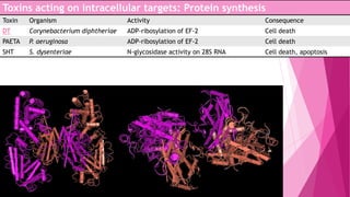 Toxins acting on intracellular targets: Protein synthesis
Toxin

Organism

Activity

Toxins acting on intracellular targets:
Corynebacterium diphtheriae
ADP-ribosylation of EF-2
PAETA P. aeruginosa
Protein synthesis ADP-ribosylation of EF-2
DT

SHT

S. dysenteriae

N-glycosidase activity on 28S RNA

Consequence
Cell death
Cell death
Cell death, apoptosis

 