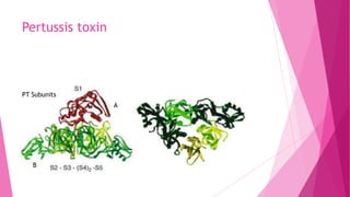 Pertussis toxin

PT Subunits
A

B

 