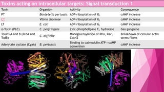Toxins acting on intracellular targets: Signal transduction 1
Toxin

Organism

Activity

Consequence

PT

Bordetella pertussis ADP-ribosylation of Gi

cAMP increase

CT

Vibrio cholerae

ADP-ribosylation of Gi

cAMP increase

LT

E. coli

ADP-ribosylation of Gi

cAMP increase

α-Toxin (PLC)

C. perfringens

Zinc-phospholipase C, hydrolase

Gas gangrene

Toxins A and B (TcdA and
TcdB)

C. difficile

Monoglucosylation of Rho, Rac,
Cdc42

Breakdown of cellular actin
stress fibers

Adenylate cyclase (CyaA)

B. pertussis

Binding to calmodulin ATP→cAMP
conversion

cAMP increase

 