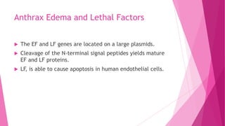 Anthrax Edema and Lethal Factors


The EF and LF genes are located on a large plasmids.



Cleavage of the N-terminal signal peptides yields mature
EF and LF proteins.



LF, is able to cause apoptosis in human endothelial cells.

 
