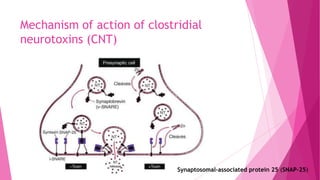 Mechanism of action of clostridial
neurotoxins (CNT)

Synaptosomal-associated protein 25 (SNAP-25)

 