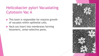 Helicobacter pylori Vacuolating
Cytotoxin Vac A


This toxin is responsible for massive growth
of vacuoles within epithelial cells.



VacA can insert into membranes forming
hexameric, anion-selective pores.

 